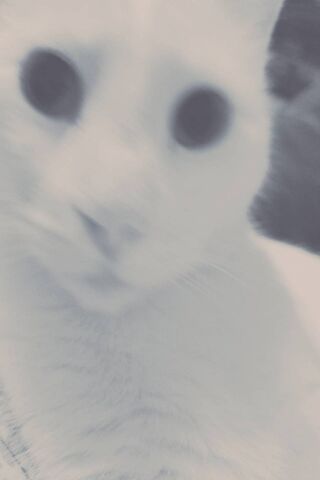 Sassy Pants: The Whimsical Whisker Wonder! 🐾✨