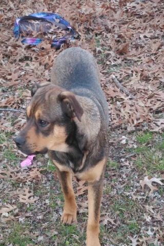 Layla's Adventurous Day in the Leaves 🍂🐾