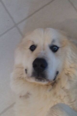 Great Pyrenees