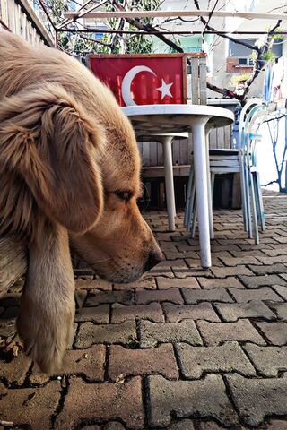 Golden Moments with Kopek