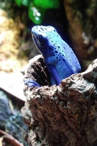 Nature's Colorful Guardian: The Poison Dart Frog 🐸💙