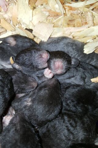 Cuddly Baby Rats: A Bundle of Joy! 🐭❤️