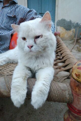 Rana Dera's Fluffy Guardian 🐾