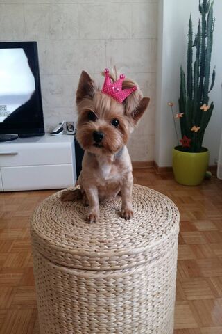 Royal Pup: Yorkie in the Spotlight 👑🐾