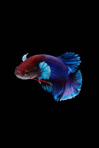 Fish Ocean