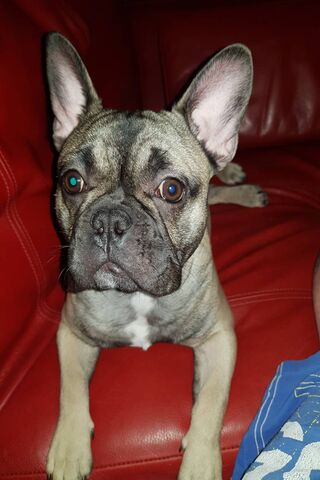 Bulldog Perancis Saya Wallpaper Muat Turun Ke Telefon Bimbit