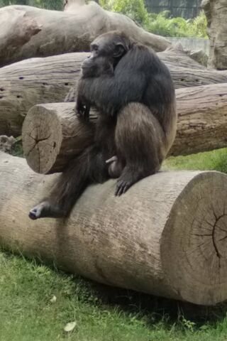 Chillin' with Chimp: A Day in the Life of a Primate 🐒🌳