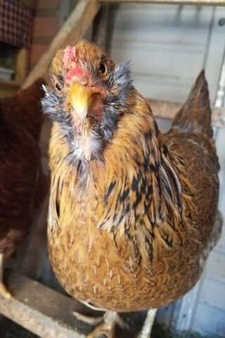 The Perplexed Poultry 🐔🤔