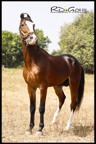 Stallion Rudraksh