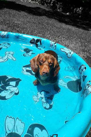 Chillin' in the Pool: A Dog's Dream Day 🐶💦