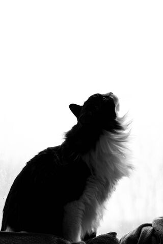 Echo