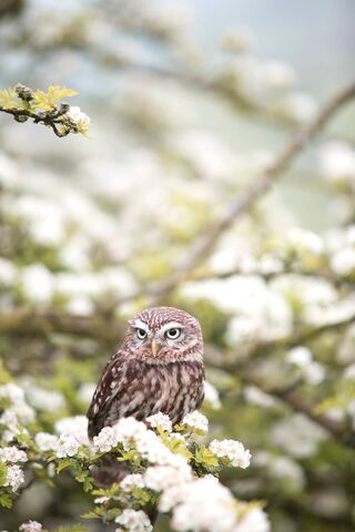 Phoneky Owl 4k خلفيات