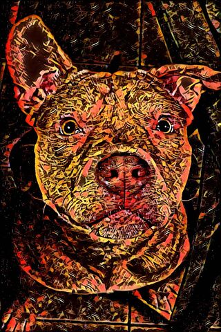 Loco Love: The Vibrant Spirit of Pitbulls 🐾❤️