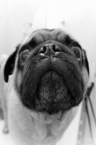 Pug Puppy Gaze: The Adorable Stare