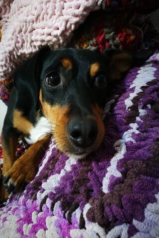 Cachorro's Cozy Corner 🐾