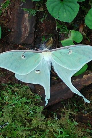 The Enchanting Luna Moth: Nature's Celestial Beauty 🌙🦋
