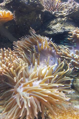 Underwater Wonders of Medellín: A Dive into Nature's Beauty 🌊🐠