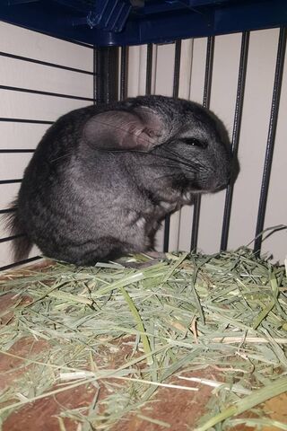 Fury in Fur: The Angry Chinchilla