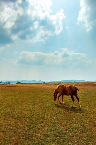 Horse On Flat Lands