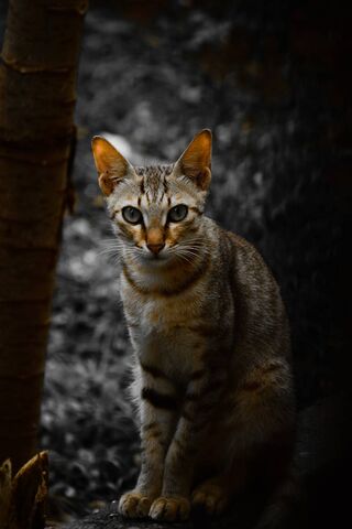 Mystery of the Enigmatic Cat 🐾