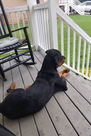 Majestic Watcher: The Bison's Spirit