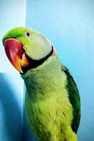 Birdy the Charming Parrot 🦜✨