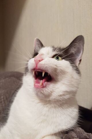 Kedi Ağzı