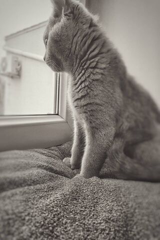 Simon the Contemplative..
