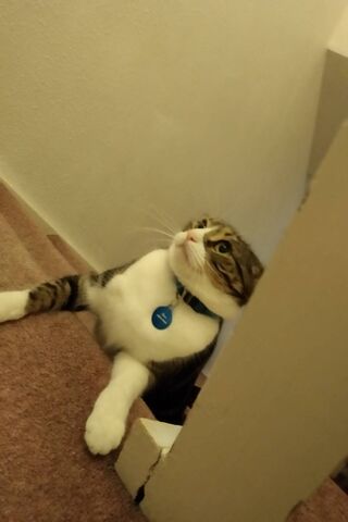 Derp the Stairway Explorer 🐾