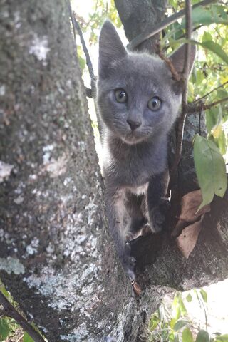 Adventurous Gray Kitten in the Tree 🌳🐾