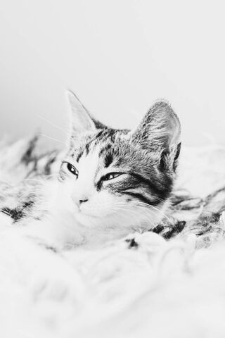 Charming Whiskers: The Serene Kitten