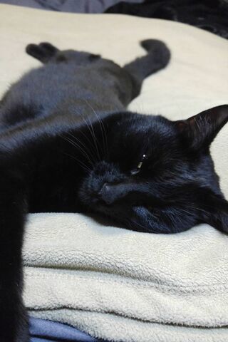 Cozy Cat Nap Time 💤🐾