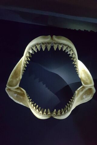 The Jaws of Danger: A Closer Look at Shark Attack