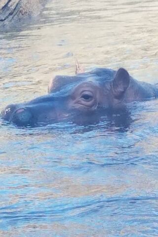 Fiona the Hippo: A Splash of Joy! 🦛💦