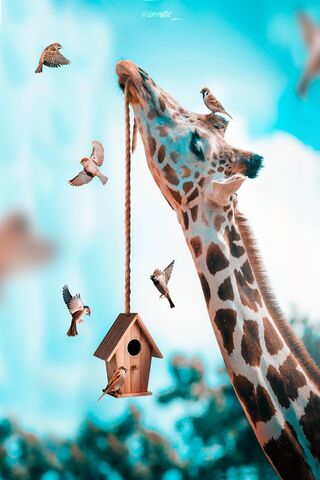 Giraffe's Skyward Seren..