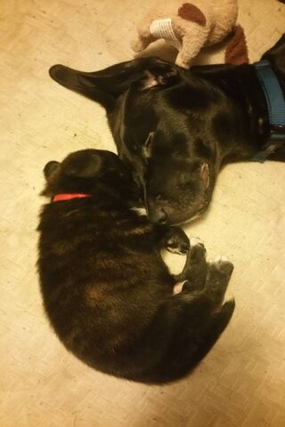 Cuddle Buddies: A Heartwarming Bond 🐾❤️