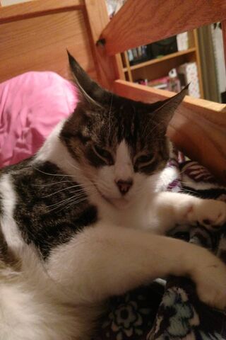 Cozy Cat Cuddles 🐾💤