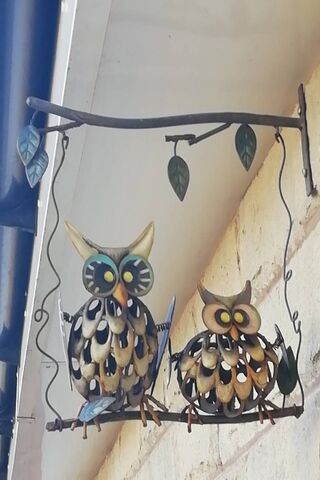 Owls Chillin