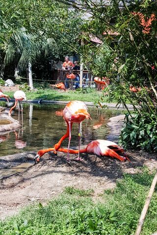 Flamingo Fiesta: Nature's Pink Parade! 🌸🦩