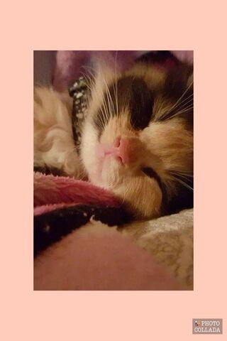 Dreamy Whiskers 🌙✨