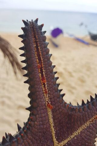 Starfish Tentacles