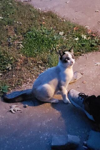 Simon the Curious Cat 🐾