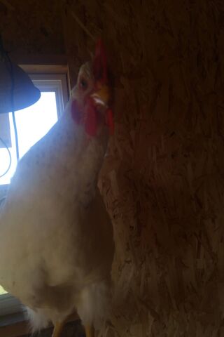 Cluckin' Surprised! 🐔😲