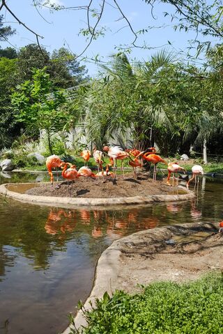 Pink Flamingos Group