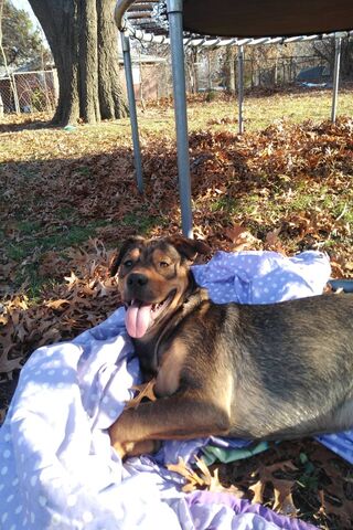 Dakota's Cozy Autumn Day 🍂🐾