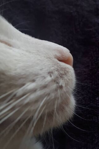 Whiskers of Wonder: The Gatito's Charm 🐾