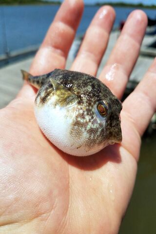 Puffed Up and Proud: The Puffer Fish Adventure! 🐡✨