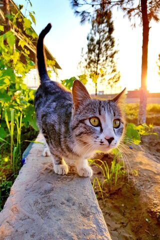 Whiskers in the Golden Glow 🌅🐾