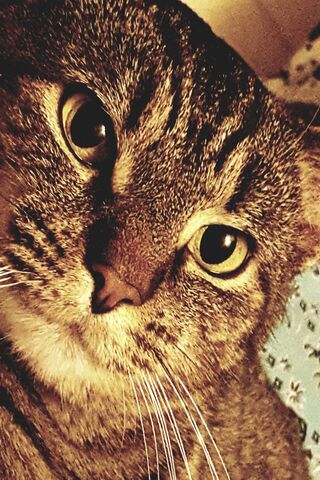 The Pondering Paws 🐾