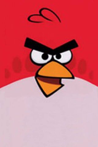 Furious Feathered Fighter! 🐦💥